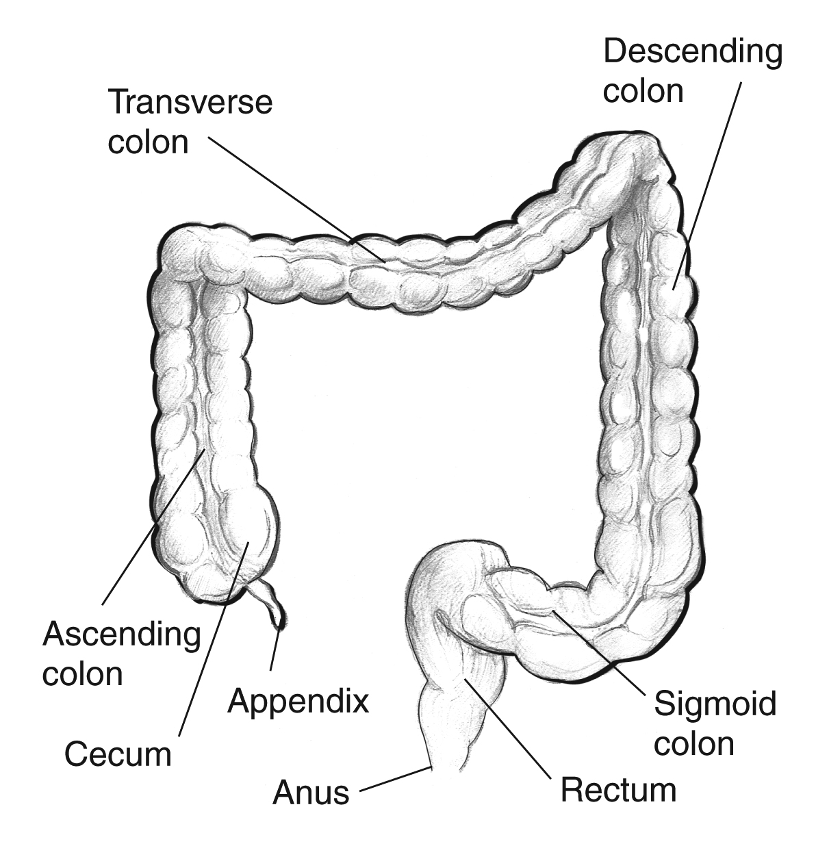 Anatomical illustration of the large intestine